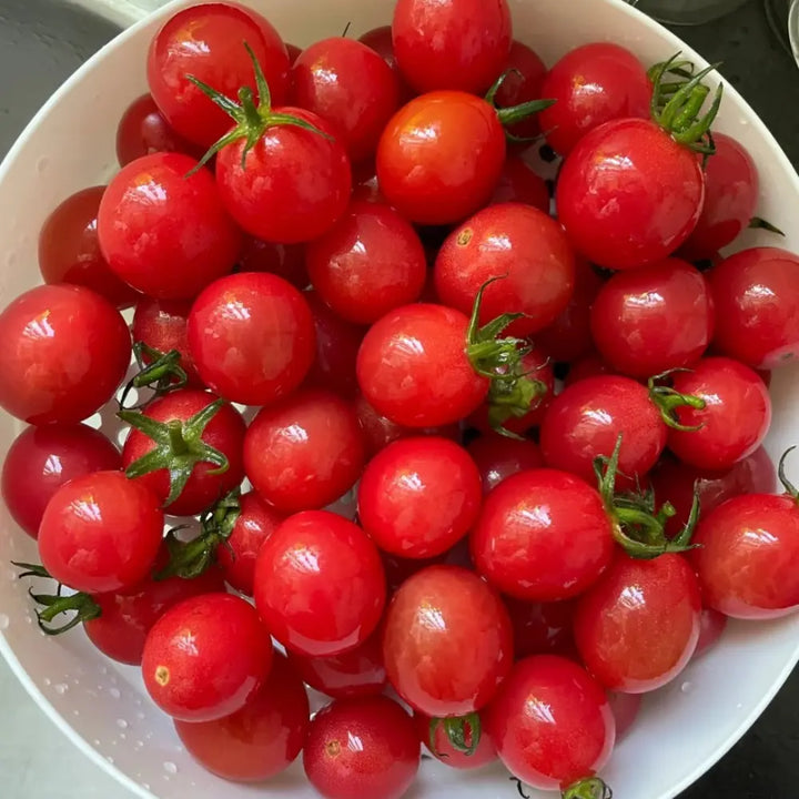 Cherry Tomato Seeds