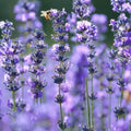 Lavender Seeds product image