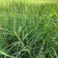 Bermuda Grass Seeds product image