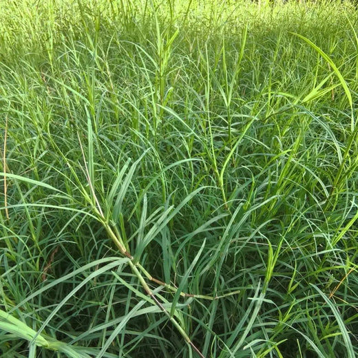 Bermuda Grass