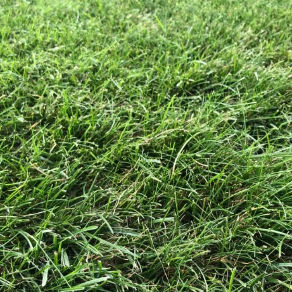 Fine Fescue Seeds product image