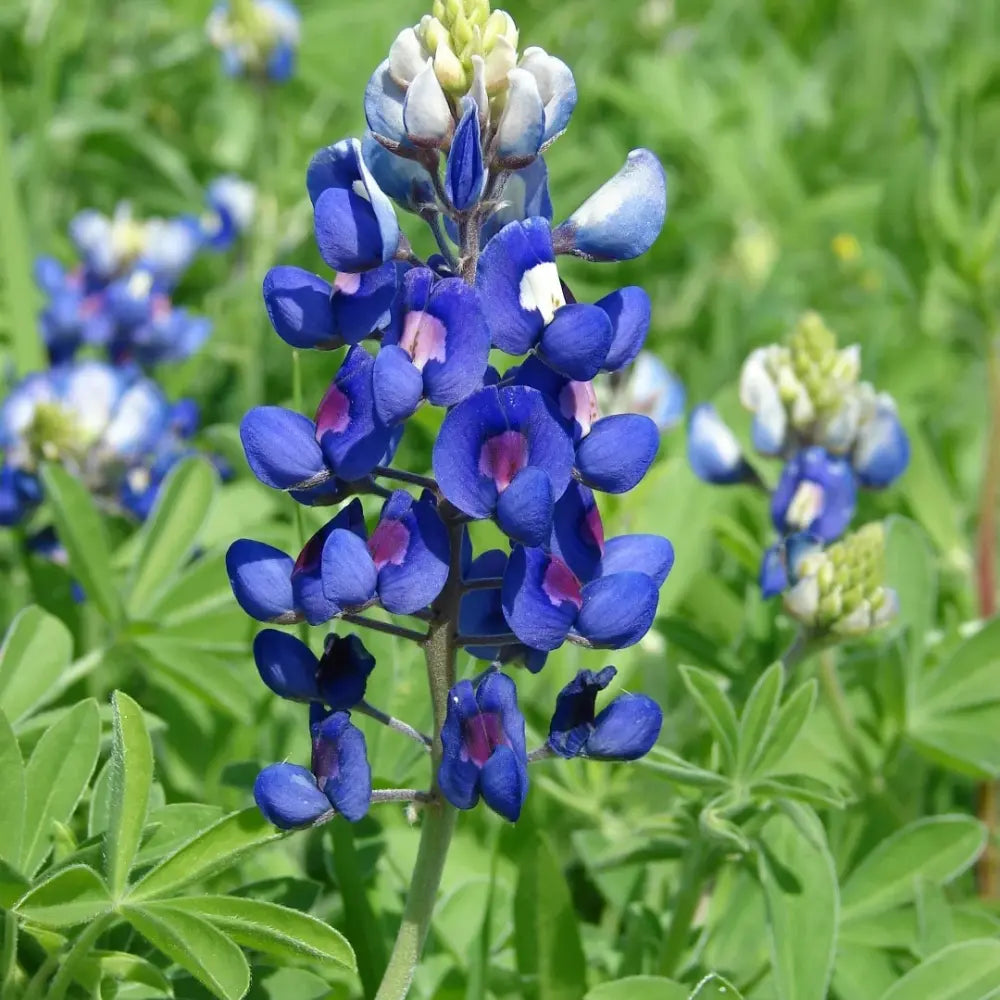 Bluebonnet Seeds image 2
