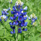 Bluebonnet Seeds image 2