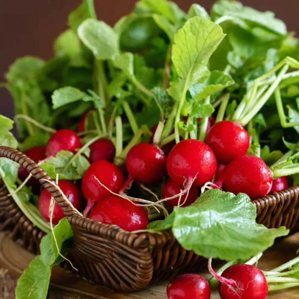 Radish Seeds image 2