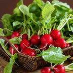Radish Seeds image 2