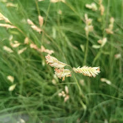 Buffalo Grass Seeds image 2