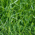Kentucky Bluegrass Seeds product image