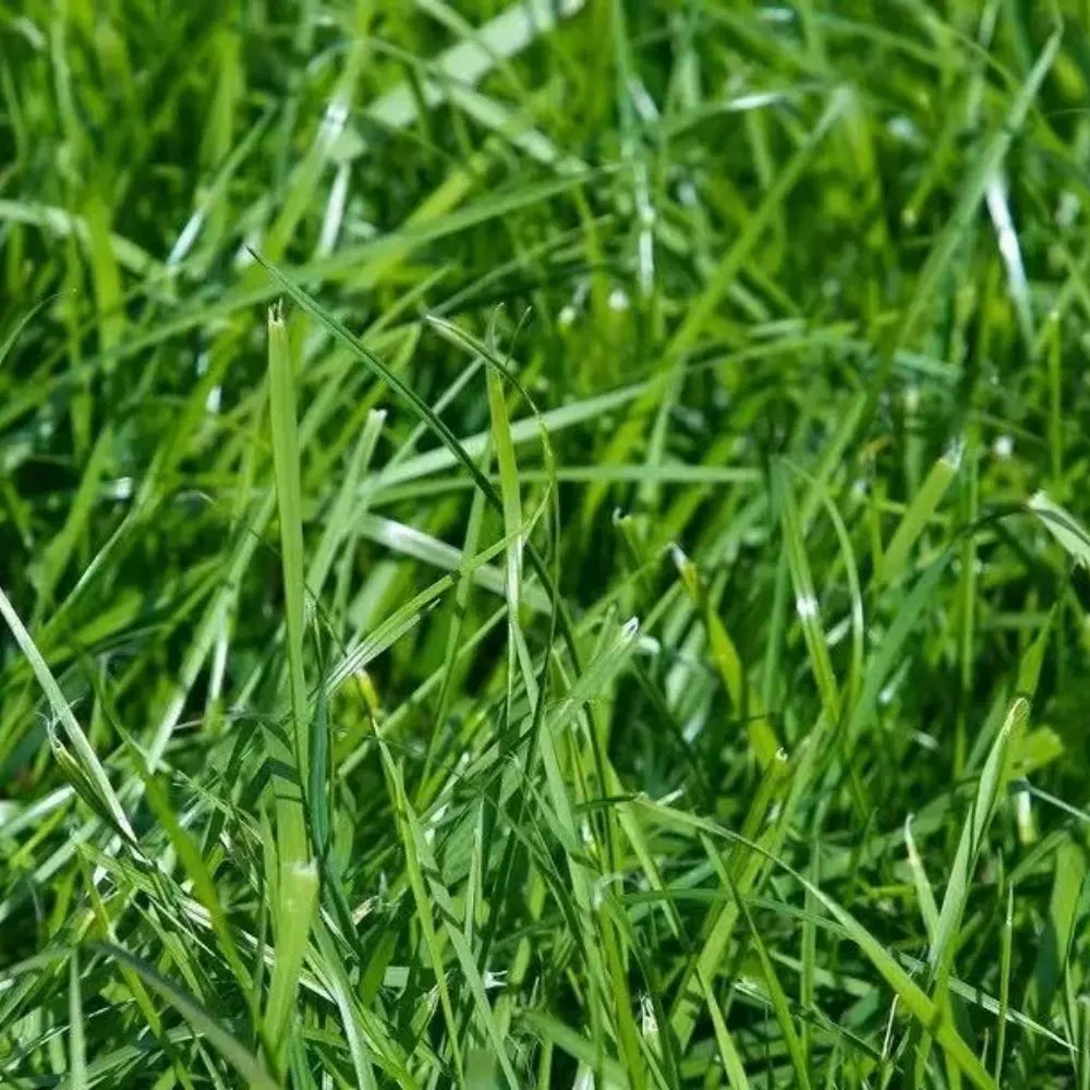 Kentucky Bluegrass Seeds product image
