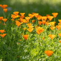 California Poppy Seeds product image