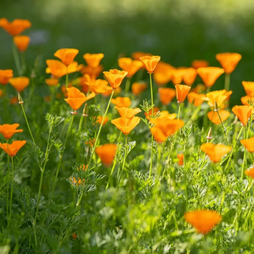 California Poppy Seeds product image