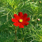 Cosmos Seeds product image