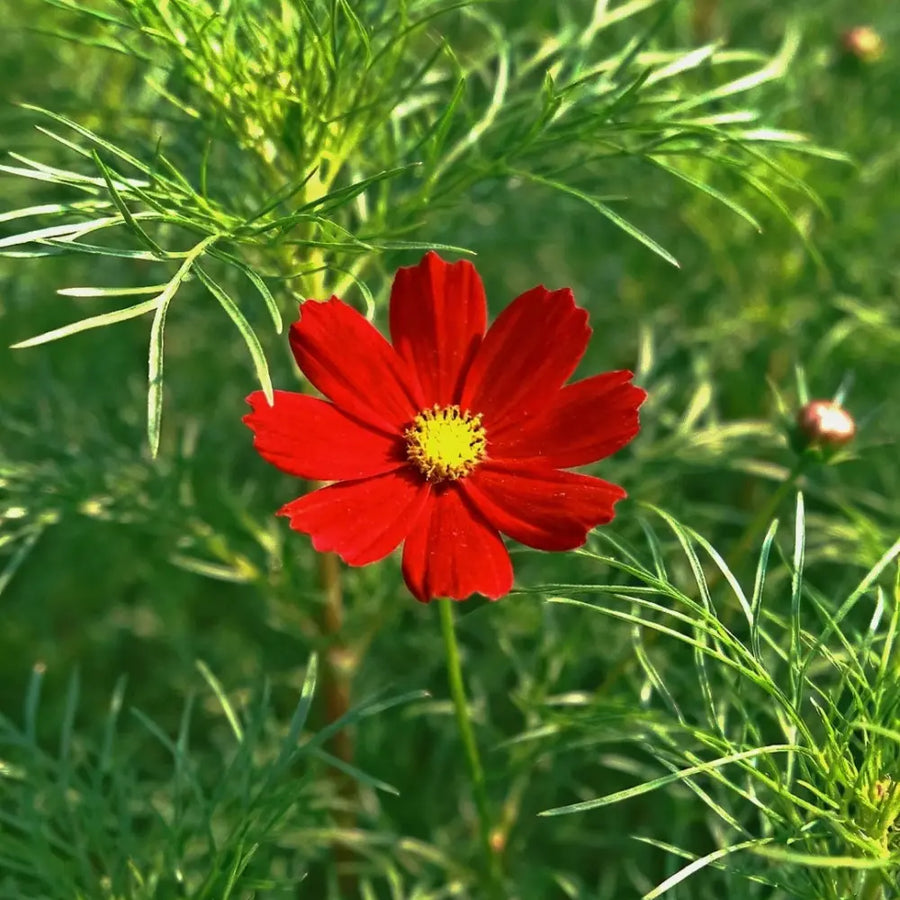 Cosmos Seeds product image