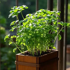 Cilantro Seeds image 2