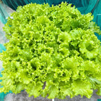 Lettuce Seeds product image