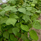 Bush Bean Seeds image 2