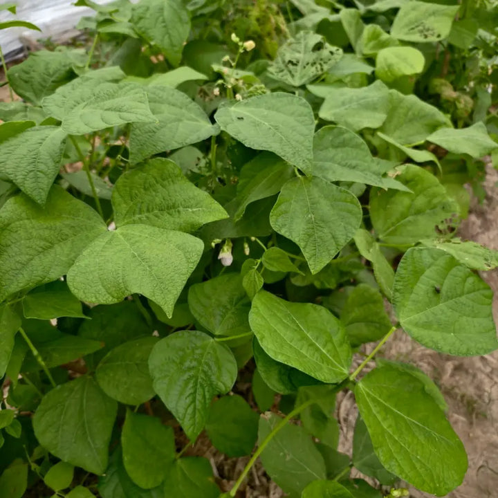 Bush Bean Seeds