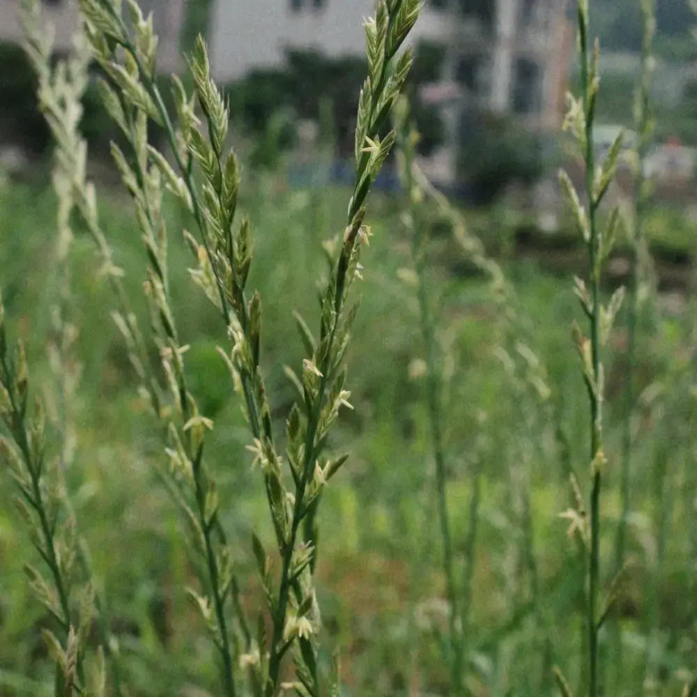 Perennial Ryegrass Seeds image 2