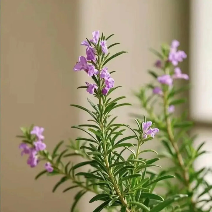 Rosemary Seeds