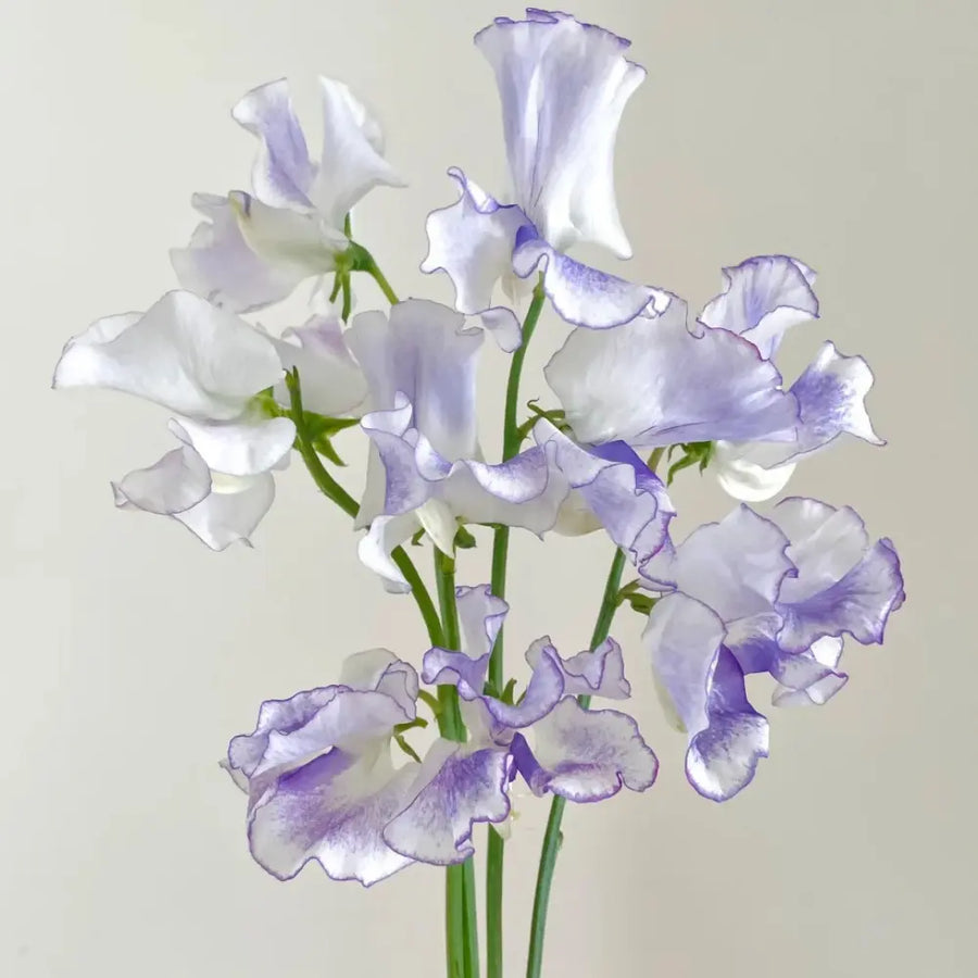 Sweet Pea Seeds product image