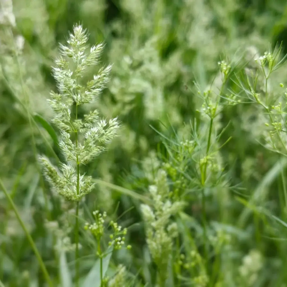 Orchard Grass Seeds image 2