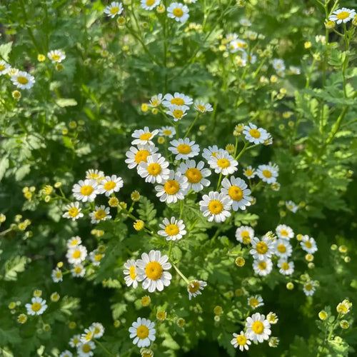 Chamomile Seeds image 2