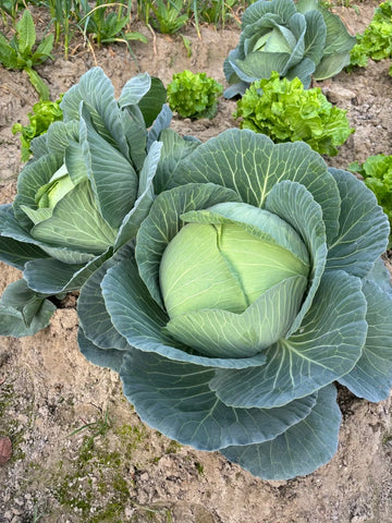 Cabbage