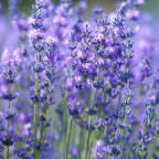 Lavender Seeds image 2
