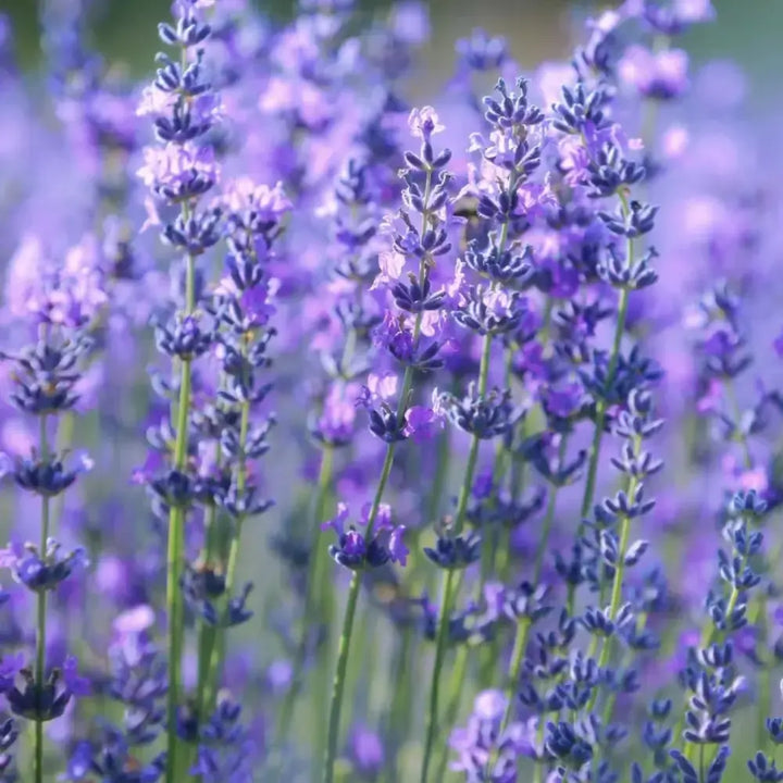 Lavender Seeds