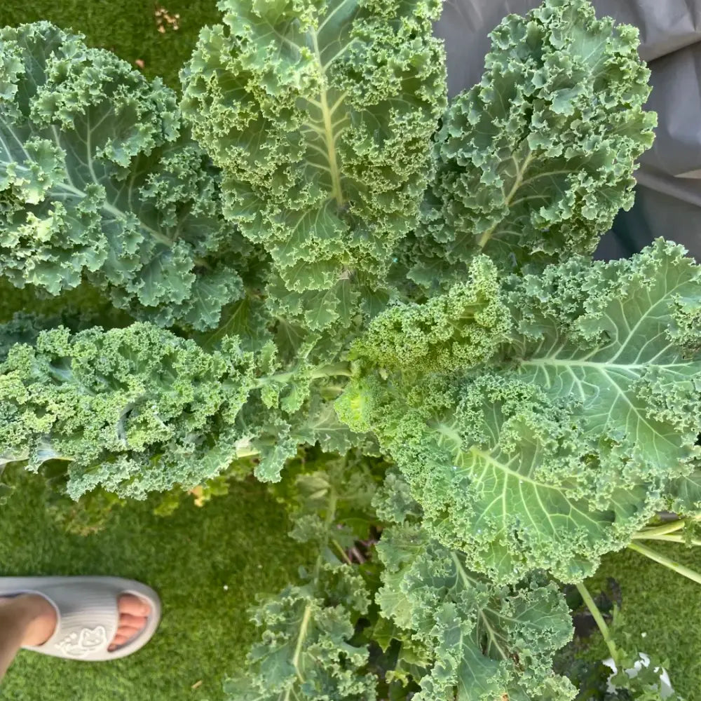 Kale Seeds image 2