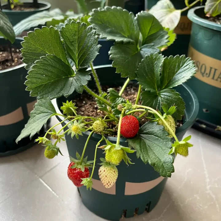 Dwarf Strawberry Seeds