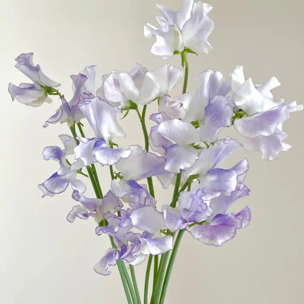 Sweet Pea Seeds image 2