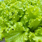 Lettuce Seeds image 2