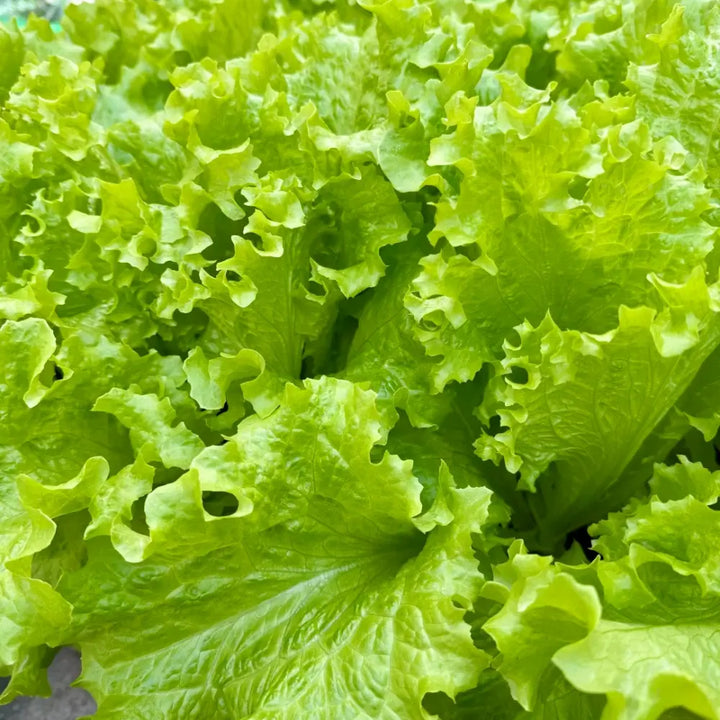 Lettuce Seeds