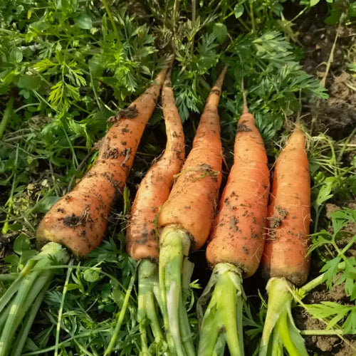 Carrot Seeds image 2