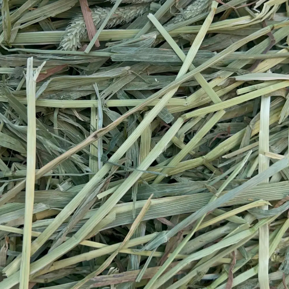 Timothy Grass Seeds image 2