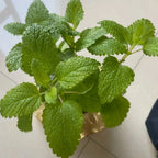 Lemon Balm Seeds image 2