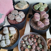 Lithops Seeds image 2