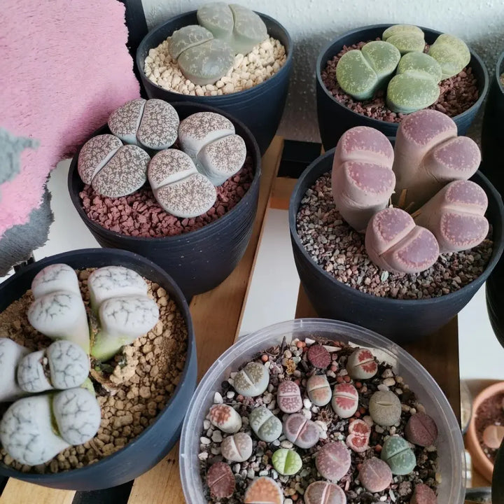 Lithops Seeds