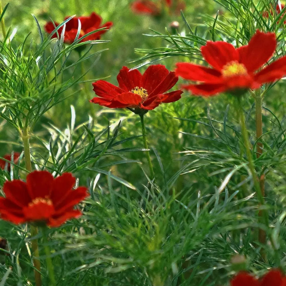 Cosmos Seeds image 2