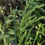 Kentucky Bluegrass Seeds image 2