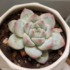 Echeveria Seeds product image