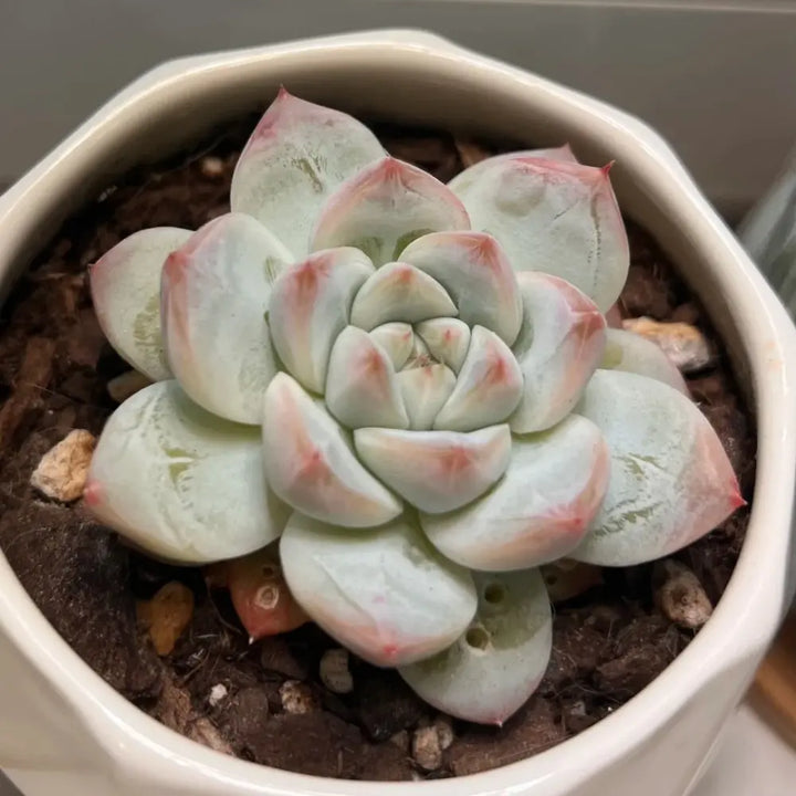 Echeveria Seeds