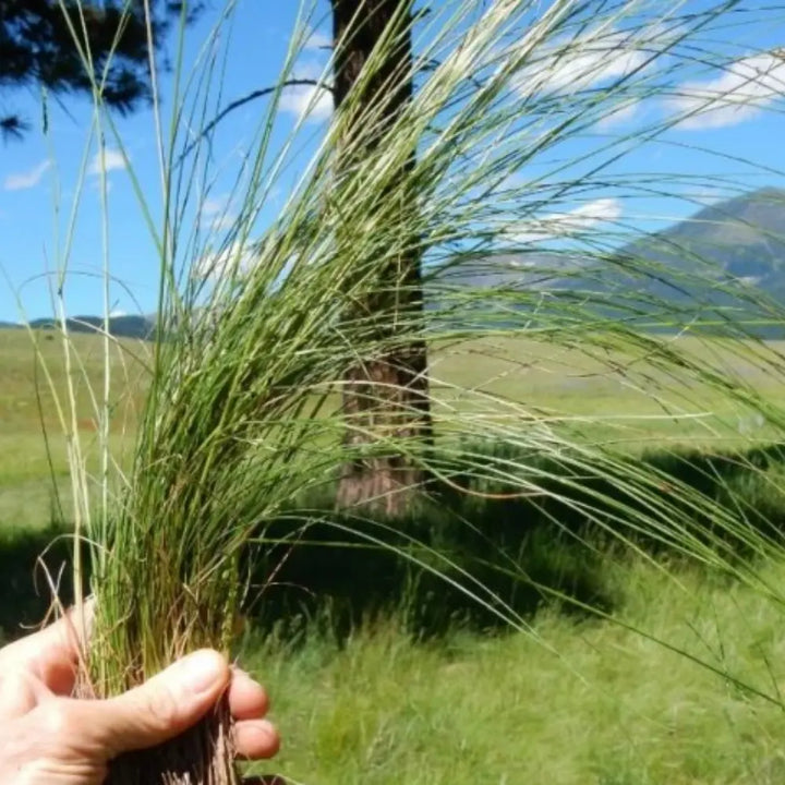 Fine Fescue Seeds