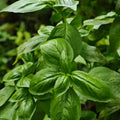 Basil Seeds product image