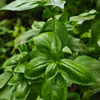 Basil Seeds product image