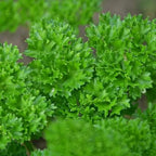 Parsley Seeds image 2