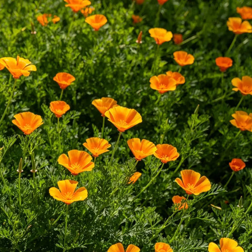 California Poppy Seeds image 2