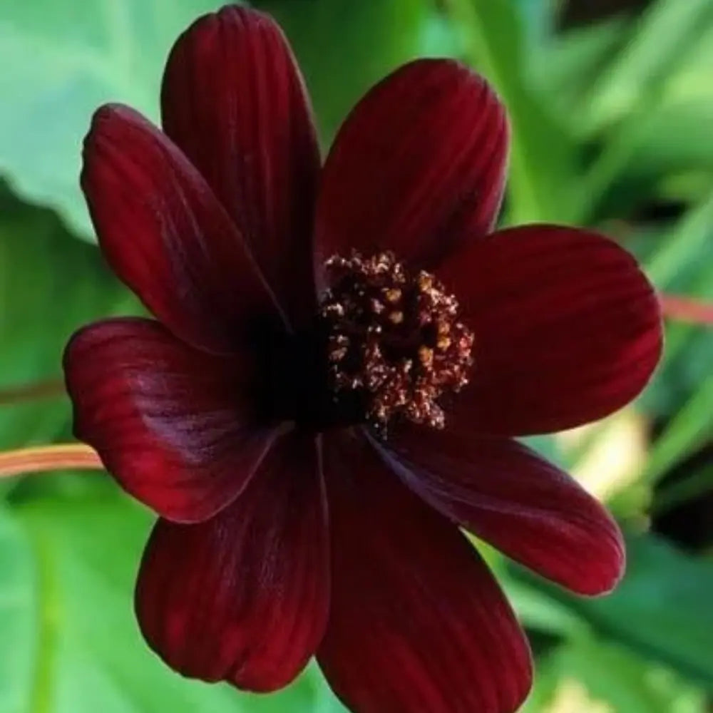 Chocolate Cosmos Seeds image 2