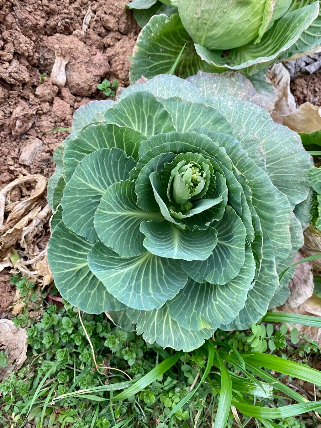 Cabbage Seeds image 2