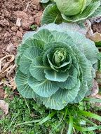 Cabbage Seeds image 2